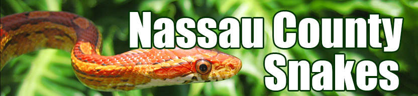 Nassau County snake